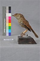 藏品(短翅樹鶯)的圖片